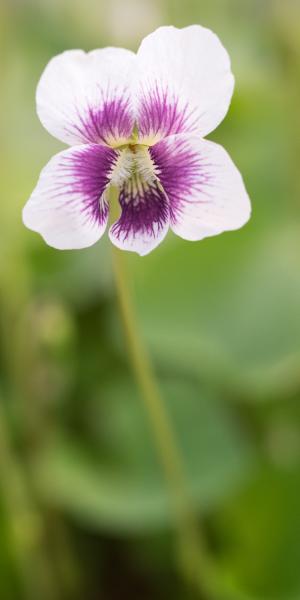 VIOLA 'Alice Witter' 