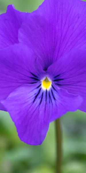 VIOLA cornuta 'Avril Lawson'