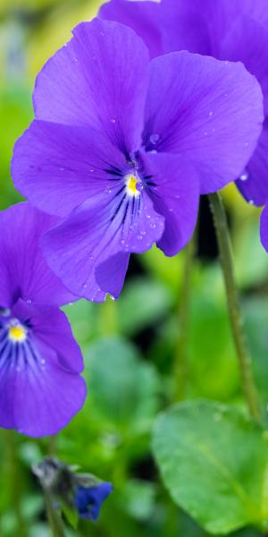 VIOLA cornuta 'Avril Lawson'