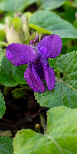 VIOLA 'Baronne Alice de Rothschild' 