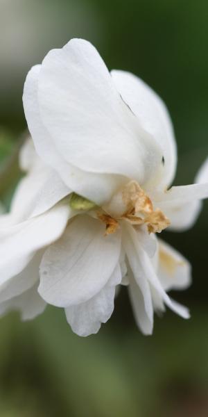 VIOLA  'Conte di Brazza'