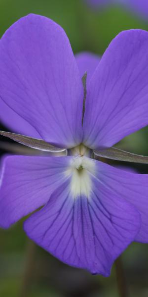 VIOLA cornuta