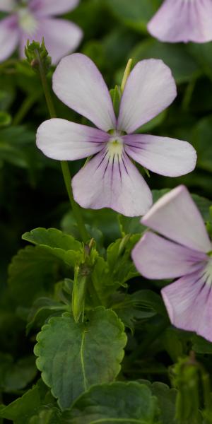 VIOLA cornuta 'Victoria's Blush' (C)