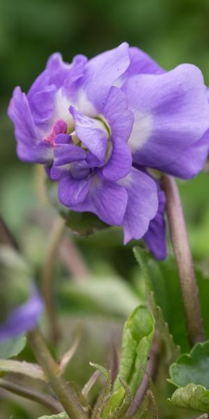 VIOLA odorata 'Marie Louise'