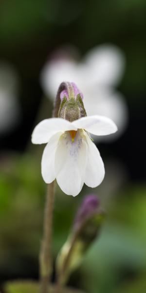 VIOLA 'MiRacle Bride White' (Miracle Series) (Vt)