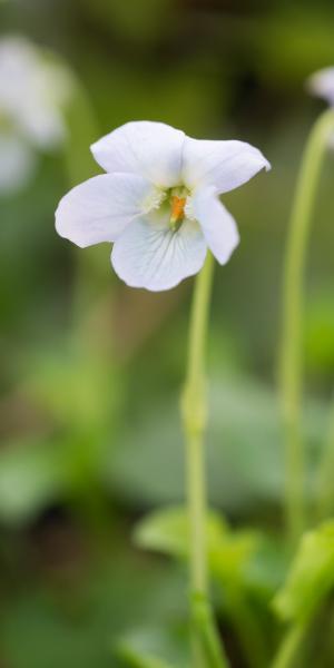 VIOLA 'MiRacle Ice White'  (Miracle Series) (Vt)