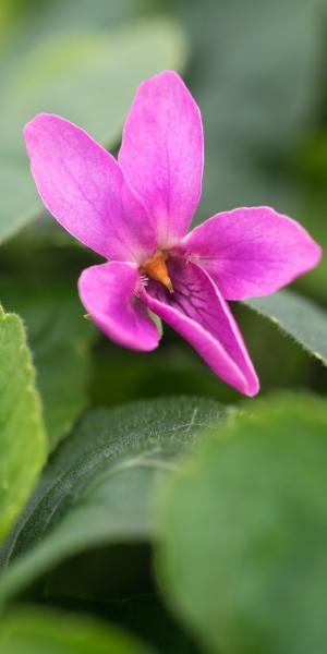 VIOLA 'MiRacle Classy Pink' (Miracle Series)