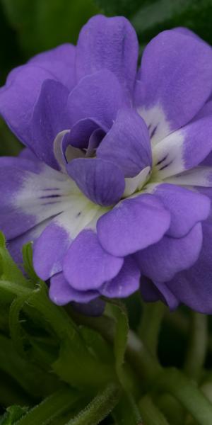 VIOLA odorata 'King of Violets' 