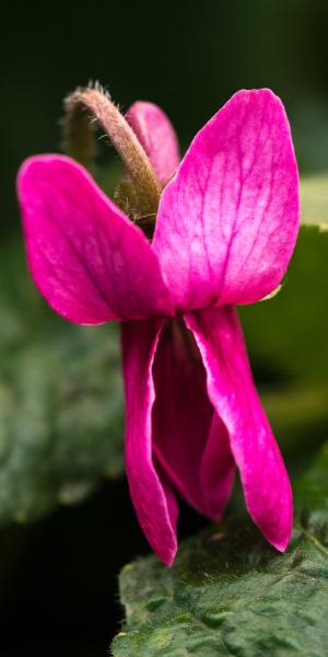 VIOLA odorata Rose