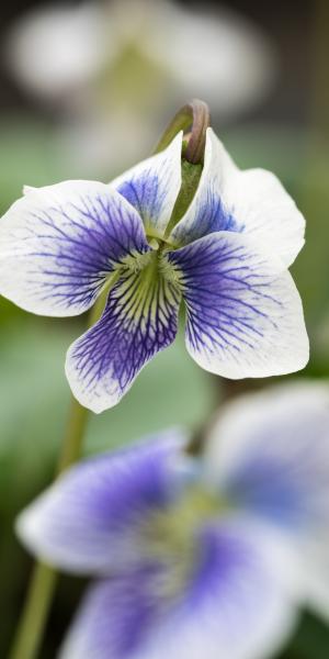 VIOLA  sororia 'Priceana'