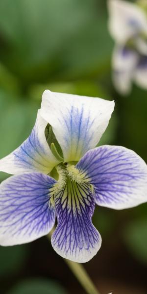 VIOLA  sororia 'Priceana'