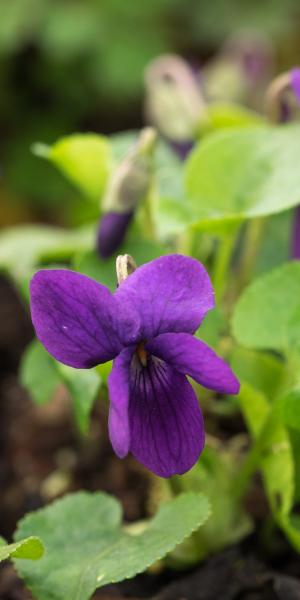 VIOLA 'Pamela Zambra'