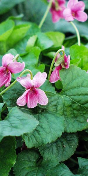 VIOLA odorata 'Perle Rose' 