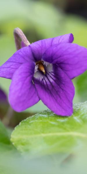 VIOLA odorata 'The Czar' 