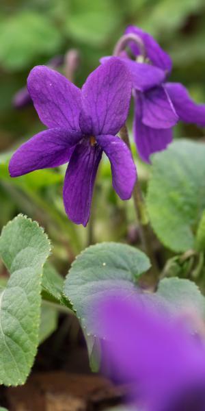 VIOLA odorata 'The Czar' 