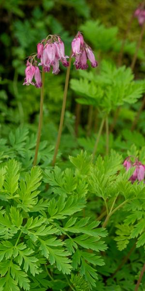 Dicentra formosa