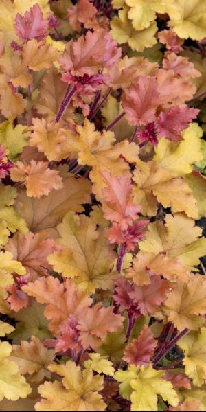 Heuchera 'Marmalade'