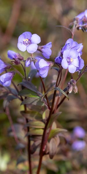 Polemonium 'Heaven Scent'