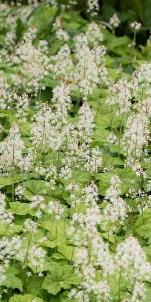 Tiarella cordifolia