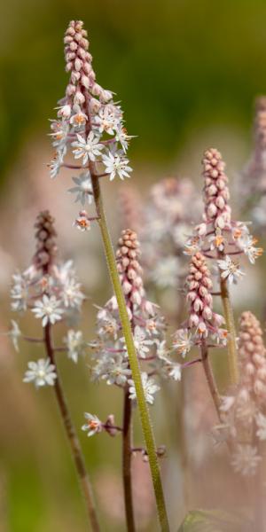 Tiarella 'Iron Butterfly