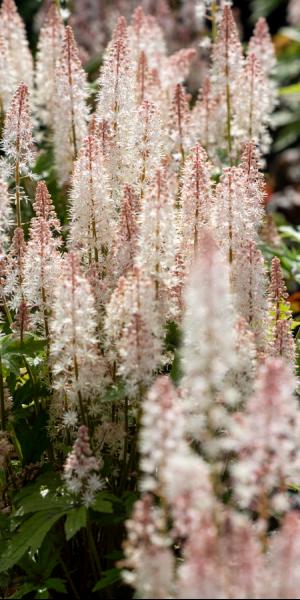 Tiarella 'Pink Skyrocket'