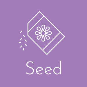 Seed