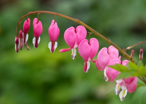 Lamprocapnos spectabilis