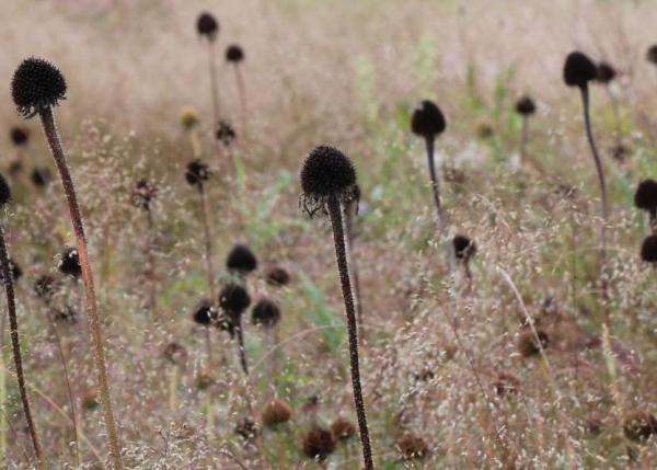 Winter Garden - Hauser & Wirth 