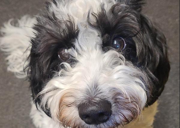 Cooper 1