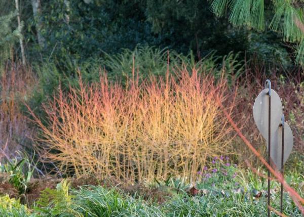 Winter Garden - Mottisfont National Trust