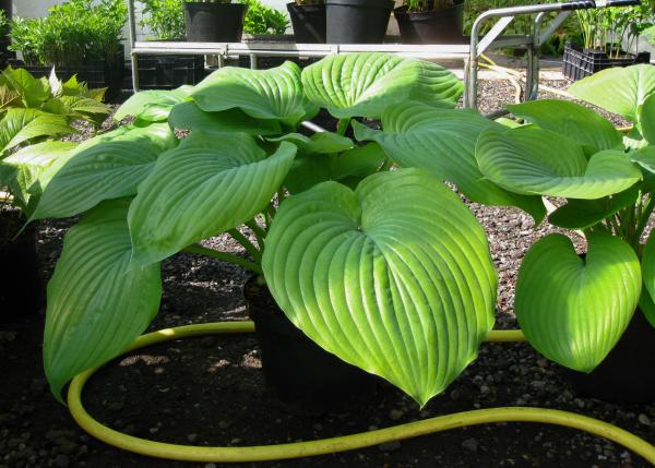 Hosta Sum and Substance 