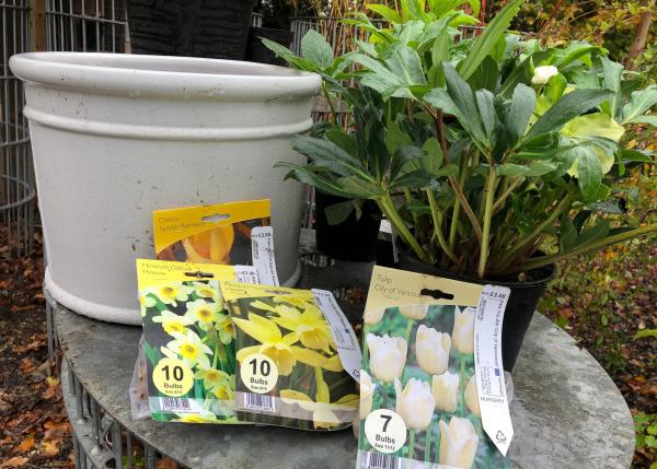 Choosing Your Bulbs