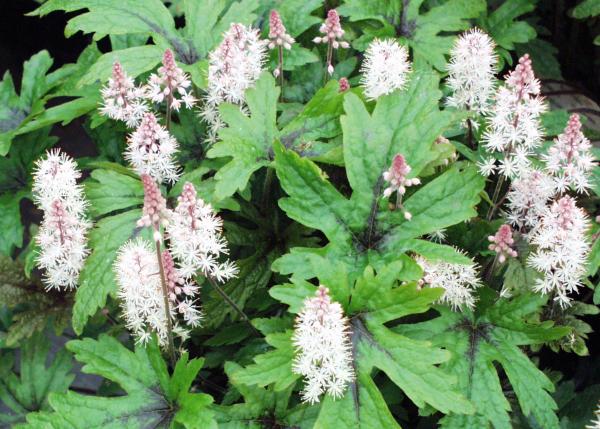 Spring Plant 2