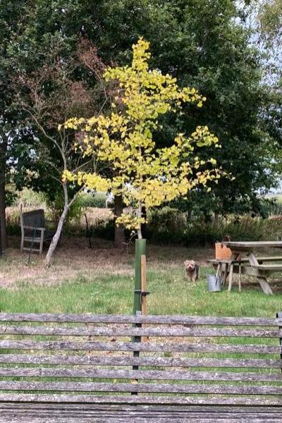 Autumn Tree 1