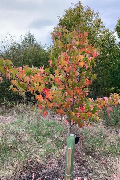 Autumn Tree 3