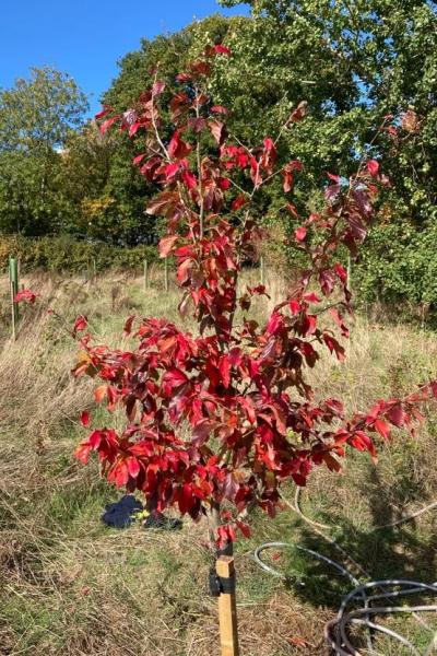 Autumn Tree 2